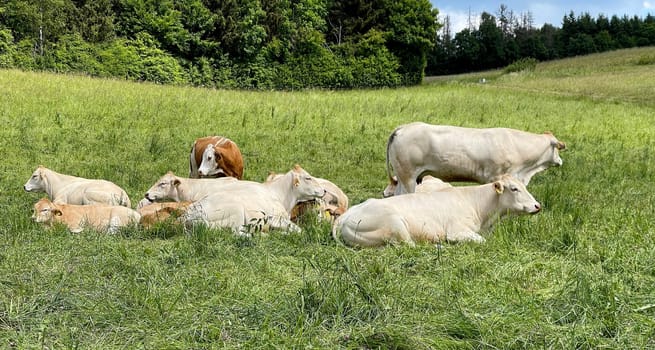 Cows are among the most widely kept livestock. Cows are among the most commonly kept livestock.