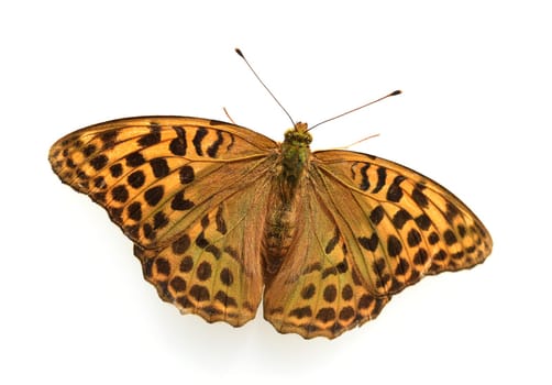 Fritillary butterflies,Speyeria belong to the noble butterflies and are insects with large wings. Fritillary,Speyeria belongs to the noble butterflies and are insects with large wings.