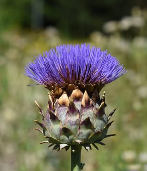 Artichoke,Cynara scolymus is a vegetable and medicinal plant. Artichoke,Cynara scolymus,is a vegetable and medicinal plant.