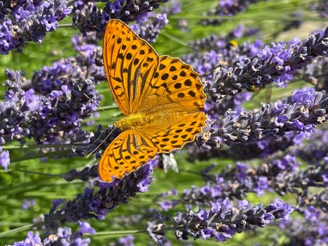 Emperor's mantle,Argynnis paphia belongs to the noble butterflies and are insects with large wings. Imperial mantle,Argynnis paphia belongs to the noble butterflies and are insects with large wings.