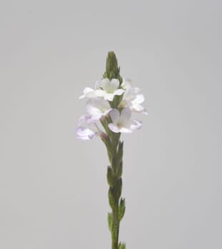 Vervain is an important medicinal and medicinal plant and with white and pink flowers. Verbena is an important medicinal and medicinal plant and has white and pink flowers.