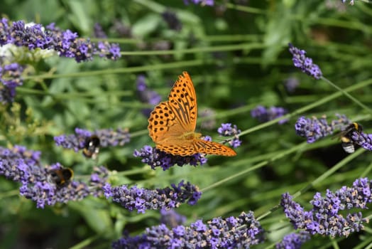 Emperor's mantle,Argynnis paphia belongs to the noble butterflies and are insects with large wings. Imperial mantle,Argynnis paphia belongs to the noble butterflies and are insects with large wings.