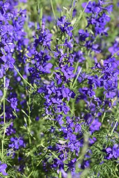 Larkspur,consolida ajacis is a wild and medicinal plant with blue flowers. Barnacle spur,consolida ajacis is a wild and medicinal plant with blue flowers.