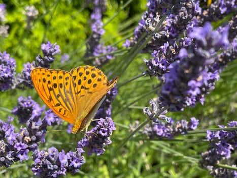 Emperor's mantle,Argynnis paphia belongs to the noble butterflies and are insects with large wings. Imperial mantle,Argynnis paphia belongs to the noble butterflies and are insects with large wings.