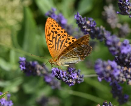 Emperor's mantle,Argynnis paphia belongs to the noble butterflies and are insects with large wings. Imperial mantle,Argynnis paphia belongs to the noble butterflies and are insects with large wings.