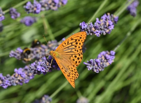 Emperor's mantle,Argynnis paphia belongs to the noble butterflies and are insects with large wings. Imperial mantle,Argynnis paphia belongs to the noble butterflies and are insects with large wings.