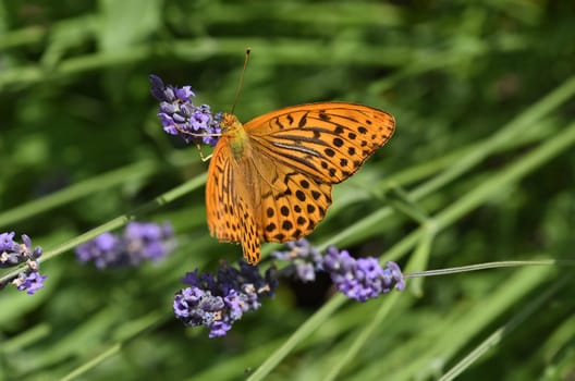 Emperor's mantle,Argynnis paphia belongs to the noble butterflies and are insects with large wings. Imperial mantle,Argynnis paphia belongs to the noble butterflies and are insects with large wings.