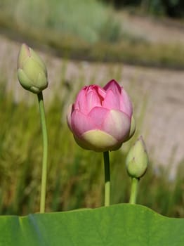 Lotus nucifera lotus seed is edible and can also be used for sowing. Molehills on lawns can leave unsightly marks. Molehills on lawns can leave unsightly marks