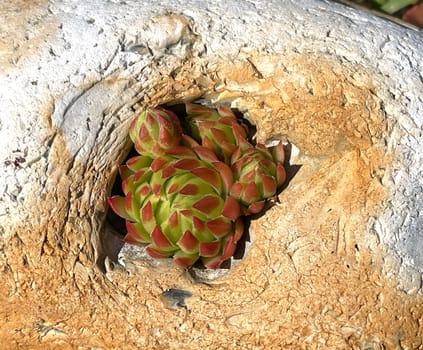 Hauswurz,Sempervivum,tectorum,is a medicinal plant and an alpine flower with red flowers. Houseleek,Sempervivum,tectorum,is a medicinal plant and an alpine flower with red flowers.