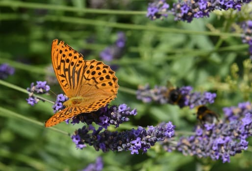Emperor's mantle,Argynnis paphia belongs to the noble butterflies and are insects with large wings. Imperial mantle,Argynnis paphia belongs to the noble butterflies and are insects with large wings.