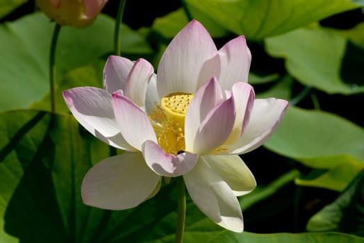 Lotus nucifera lotus seed is edible and can also be used for sowing. Molehills on lawns can leave unsightly marks. Molehills on lawns can leave unsightly marks