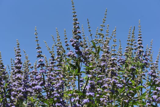 Moenchspfeffer,Vitex agnus is an important medicinal plant and is also used in medicine. Moenchspfeffer,Vitex agnus is an important medicinal plant and is also used in medicine.