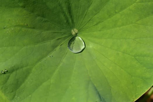 Lotus nucifera lotus seed is edible and can also be used for sowing. Molehills on lawns can leave unsightly marks. Molehills on lawns can leave unsightly marks