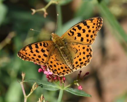 Fritillary butterflies,Speyeria belong to the noble butterflies and are insects with large wings. Fritillary,Speyeria belongs to the noble butterflies and are insects with large wings.