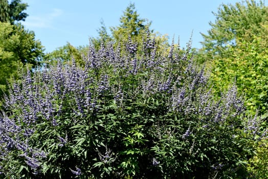 Moenchspfeffer,Vitex agnus is an important medicinal plant and is also used in medicine. Moenchspfeffer,Vitex agnus is an important medicinal plant and is also used in medicine.