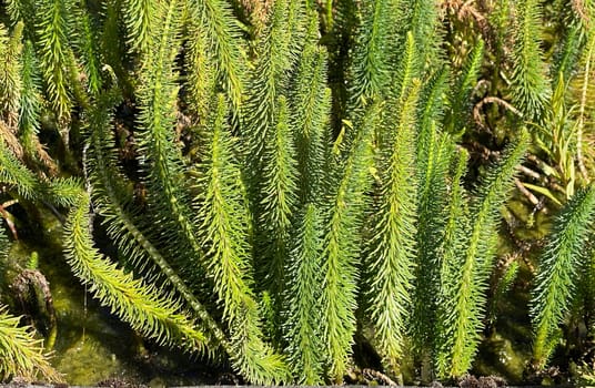 Hippuris vulgaris,Blueten is an aquatic plant. fir fronds,Hippuris vulgaris,Blossom is an aquatic plant