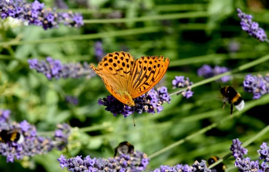 Emperor's mantle,Argynnis paphia belongs to the noble butterflies and are insects with large wings. Imperial mantle,Argynnis paphia belongs to the noble butterflies and are insects with large wings.