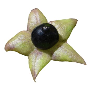 Deadly nightshade,Atropa bella-donna,has black berries and is a poisonous and medicinal plant. Deadly Nightshade,Atropa bella-donna,has black berries and is a poisonous and medicinal plant.