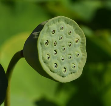 Lotus nucifera lotus seed is edible and can also be used for sowing. Molehills on lawns can leave unsightly marks. Molehills on lawns can leave unsightly marks