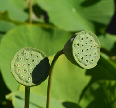 Lotus nucifera lotus seed is edible and can also be used for sowing. Molehills on lawns can leave unsightly marks. Molehills on lawns can leave unsightly marks