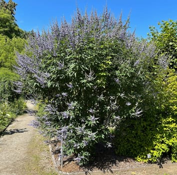 Moenchspfeffer,Vitex agnus is an important medicinal plant and is also used in medicine. Moenchspfeffer,Vitex agnus is an important medicinal plant and is also used in medicine.