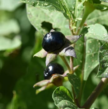 Deadly nightshade,Atropa bella-donna,has black berries and is a poisonous and medicinal plant. Deadly Nightshade,Atropa bella-donna,has black berries and is a poisonous and medicinal plant.