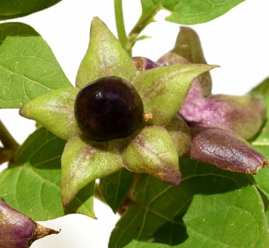 Deadly nightshade,Atropa bella-donna,has black berries and is a poisonous and medicinal plant. Deadly Nightshade,Atropa bella-donna,has black berries and is a poisonous and medicinal plant.
