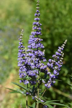 Moenchspfeffer,Vitex agnus is an important medicinal plant and is also used in medicine. Moenchspfeffer,Vitex agnus is an important medicinal plant and is also used in medicine.