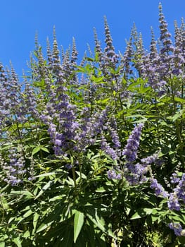 Moenchspfeffer,Vitex agnus is an important medicinal plant and is also used in medicine. Moenchspfeffer,Vitex agnus is an important medicinal plant and is also used in medicine.