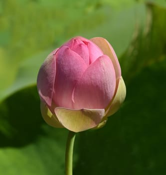 Lotus nucifera lotus seed is edible and can also be used for sowing. Molehills on lawns can leave unsightly marks. Molehills on lawns can leave unsightly marks