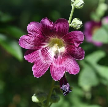 Hollyhock,Alcea rosea,also known as mallow or farmhouse rose,is a beautiful garden flower and a medicinal plant. Hollyhock,Alcea rosea,also known as hollyhock or hollyhock is a beautiful garden flower and medicinal plant.