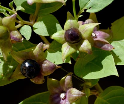 Deadly nightshade,Atropa bella-donna,has black berries and is a poisonous and medicinal plant. Deadly Nightshade,Atropa bella-donna,has black berries and is a poisonous and medicinal plant.