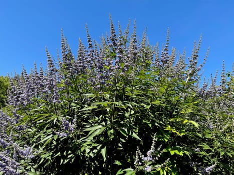 Moenchspfeffer,Vitex agnus is an important medicinal plant and is also used in medicine. Moenchspfeffer,Vitex agnus is an important medicinal plant and is also used in medicine.
