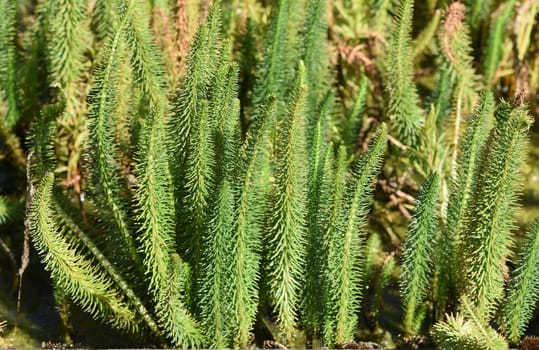Hippuris vulgaris,Blueten is an aquatic plant. fir fronds,Hippuris vulgaris,Blossom is an aquatic plant