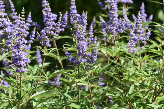 Moenchspfeffer,Vitex agnus is an important medicinal plant and is also used in medicine. Moenchspfeffer,Vitex agnus is an important medicinal plant and is also used in medicine.