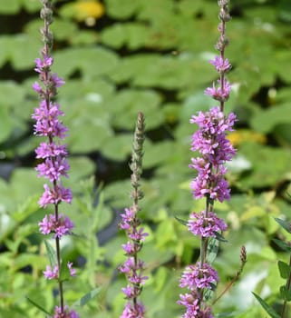Lythrum salicaria is a wild plant with purple flowers. Purple loosestrife,Lythrum salicaria,is a wild plant with purple flowers.