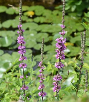 Lythrum salicaria is a wild plant with purple flowers. Purple loosestrife,Lythrum salicaria,is a wild plant with purple flowers.