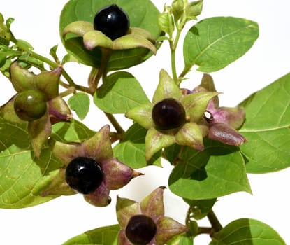 Deadly nightshade,Atropa bella-donna,has black berries and is a poisonous and medicinal plant. Deadly Nightshade,Atropa bella-donna,has black berries and is a poisonous and medicinal plant.