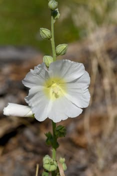 Hollyhock,Alcea rosea,also known as mallow or farmhouse rose,is a beautiful garden flower and a medicinal plant. Hollyhock,Alcea rosea,also known as hollyhock or hollyhock is a beautiful garden flower and medicinal plant.