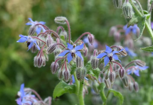 Borage,Borago officinalis,is an important medicinal and medicinal plant. The Kuechenkraut is also used in the Frankfurt Gruene sauce. Borage,Borago officinalis,is an important medicinal and medicinal plant. The herb is also used in the Frankfurt green sauce.