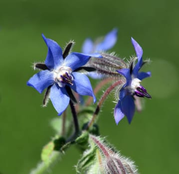 Borage,Borago officinalis,is an important medicinal and medicinal plant. The Kuechenkraut is also used in the Frankfurt Gruene sauce. Borage,Borago officinalis,is an important medicinal and medicinal plant. The herb is also used in the Frankfurt green sauce.