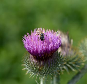 Donkey thistle,Onopordum acanthium,is an important medicinal plant with purple flowers and is widely used in medicine. It is often visited by bees and bumblebees. Donkey thistle,Onopordum acanthium,is an important medicinal plant with purple flowers and is widely used in medicine. She is visited very often by bees and bumblebees.