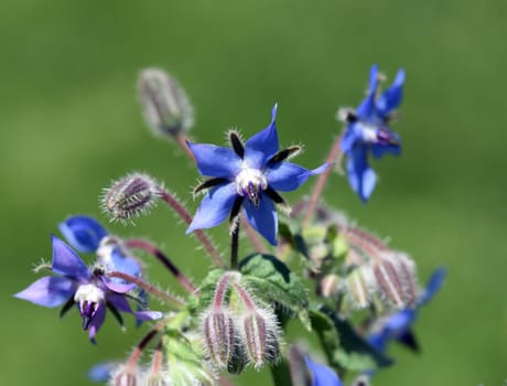 Borage,Borago officinalis,is an important medicinal and medicinal plant. The Kuechenkraut is also used in the Frankfurt Gruene sauce. Borage,Borago officinalis,is an important medicinal and medicinal plant. The herb is also used in the Frankfurt green sauce.