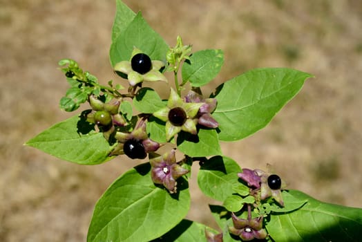Deadly nightshade,Atropa bella-donna,has black berries and is a poisonous and medicinal plant. Deadly Nightshade,Atropa bella-donna,has black berries and is a poisonous and medicinal plant.