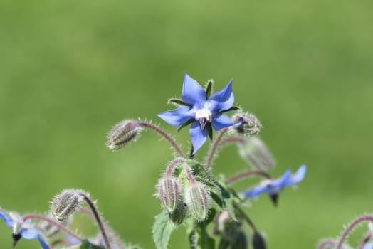 Borage,Borago officinalis,is an important medicinal and medicinal plant. The Kuechenkraut is also used in the Frankfurt Gruene sauce. Borage,Borago officinalis,is an important medicinal and medicinal plant. The herb is also used in the Frankfurt green sauce.