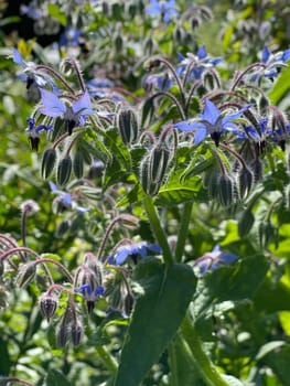 Borage,Borago officinalis,is an important medicinal and medicinal plant. The Kuechenkraut is also used in the Frankfurt Gruene sauce. Borage,Borago officinalis,is an important medicinal and medicinal plant. The herb is also used in the Frankfurt green sauce.