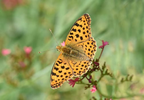 Fritillary butterflies,Speyeria belong to the noble butterflies and are insects with large wings. Fritillary,Speyeria belongs to the noble butterflies and are insects with large wings.