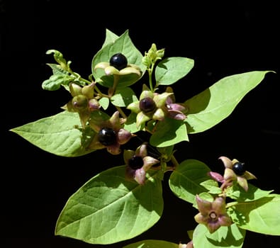 Deadly nightshade,Atropa bella-donna,has black berries and is a poisonous and medicinal plant. Deadly Nightshade,Atropa bella-donna,has black berries and is a poisonous and medicinal plant.