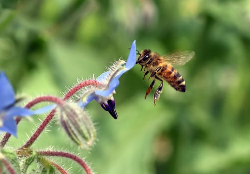 Borage,Borago officinalis,is an important medicinal and medicinal plant. The Kuechenkraut is also used in the Frankfurt Gruene sauce. Borage,Borago officinalis,is an important medicinal and medicinal plant. The herb is also used in the Frankfurt green sauce.
