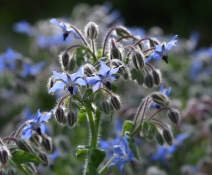 Borage,Borago officinalis,is an important medicinal and medicinal plant. The Kuechenkraut is also used in the Frankfurt Gruene sauce. Borage,Borago officinalis,is an important medicinal and medicinal plant. The herb is also used in the Frankfurt green sauce.